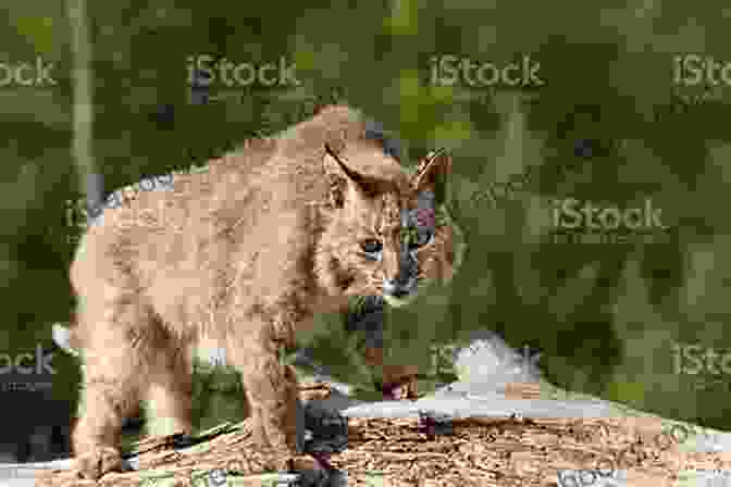 A Bobcat Perched On A Log, Showcasing Its Sleek, Spotted Fur And Piercing Yellow Eyes Okefenokee Rifles R O Lane