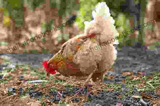 A Chicken Scratching In A Yard 20 Animals You Can Eat Donna Michaels