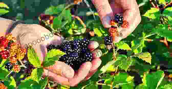 A Close Up Of A Forager's Hand Gently Harvesting Berries From A Wild Bush, Embodying The Sustainable Principles Of Respectful Foraging Pacific Northwest Edible Plants: A Field Guide To Safely Identifying Harvesting Northern American Plants And Foraging Wild Foods Of Pacific Northwest