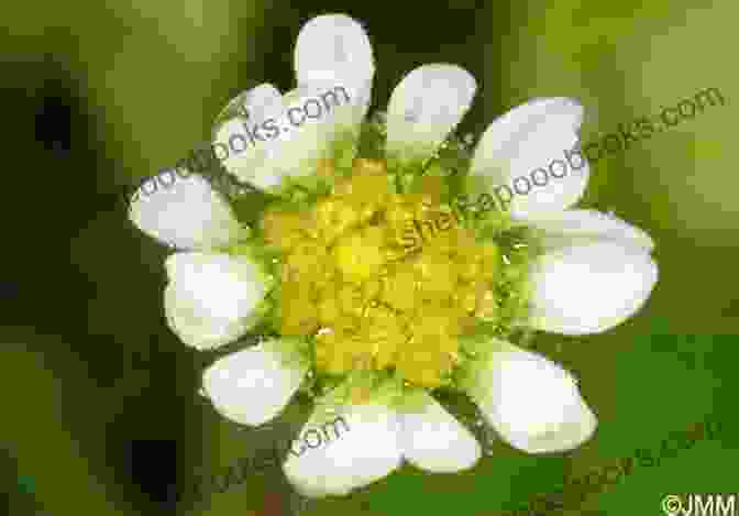 A Close Up Of The Beautiful Bellis Azorica Flower, Showcasing Its Intricate Petals And Vibrant Colors Smiling In The Darkness (Bellis Azorica 3)