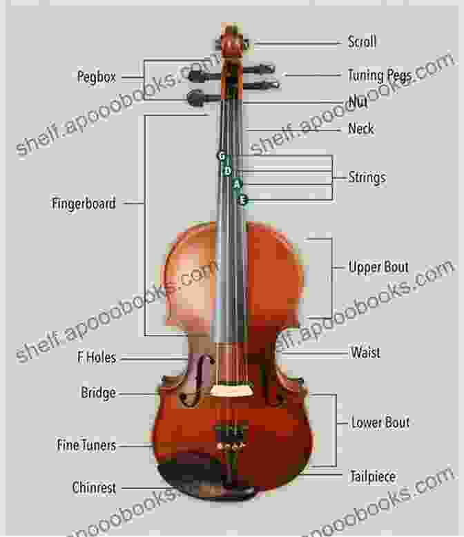 A Detailed Anatomical Drawing Of A Violin, Showcasing Its Components And Construction The Violin (Annotated) (Illustrated) George Hart