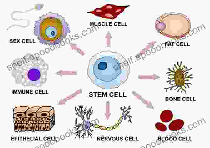 A Diagram Showing How Stem Cells Differentiate Into Specialized Cell Types Translational Regenerative Medicine Maxime J Durand