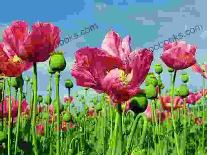 A Field Of Opium Poppies In Bloom Killer High: A History Of War In Six Drugs