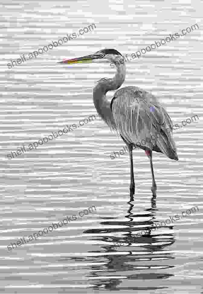 A Great Blue Heron Standing Tall In The Water, Displaying Its Striking Blue Plumage And Long, Pointed Beak Okefenokee Rifles R O Lane