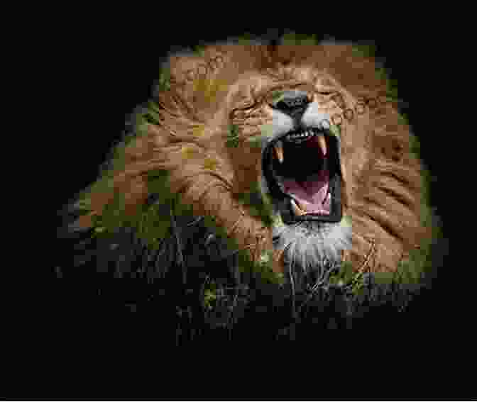 A Majestic Lion Roaring In The Wild Ask Now The Beasts: Our Kinship With Animals Wild And Domestic