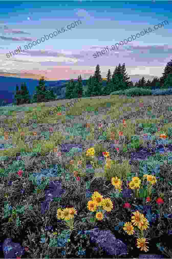 A Panoramic View Of A Hillside With Vibrant Wildflowers, Representing The Diverse Perspectives And Experiences Shared In The Book. Hillsider: Snapshots Of A Curious Political Journey