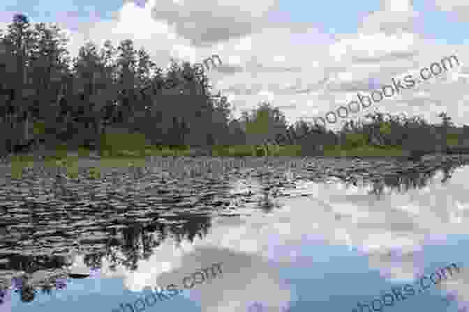 A Panoramic View Of The Okefenokee Swamp, Showcasing Its Vast Expanse Of Water And Lush Vegetation Okefenokee Rifles R O Lane