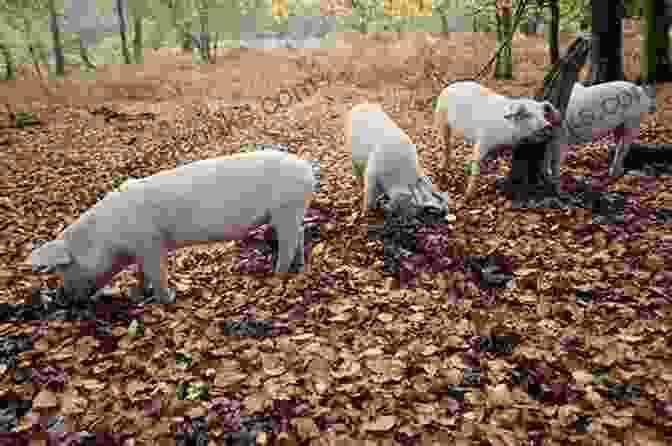 A Pig Foraging In A Forest 20 Animals You Can Eat Donna Michaels