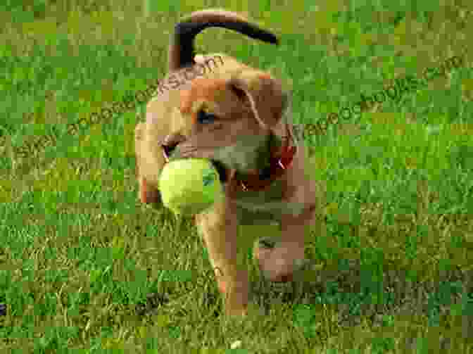 A Playful Dog Fetching A Ball In The Park Ask Now The Beasts: Our Kinship With Animals Wild And Domestic