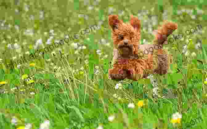 A Playful Dog Frolics In A Vibrant Meadow, Symbolizing The Joy And Freedom That Awaits Dogs In Heaven Will My Beagle Go With Me In The Rapture?: Hope Of Heaven For Dog Lovers And Their Pets