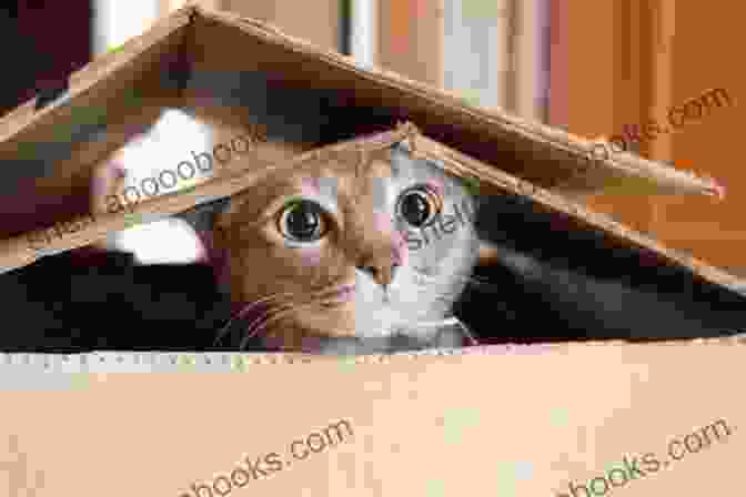 A Playful Kitten Peeking Out From A Cardboard Box, Its Eyes Sparkling With Mischief. Double Trouble (Feline Frolics 6)