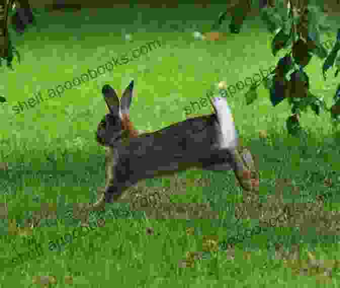 A Rabbit Hopping Through A Field 20 Animals You Can Eat Donna Michaels