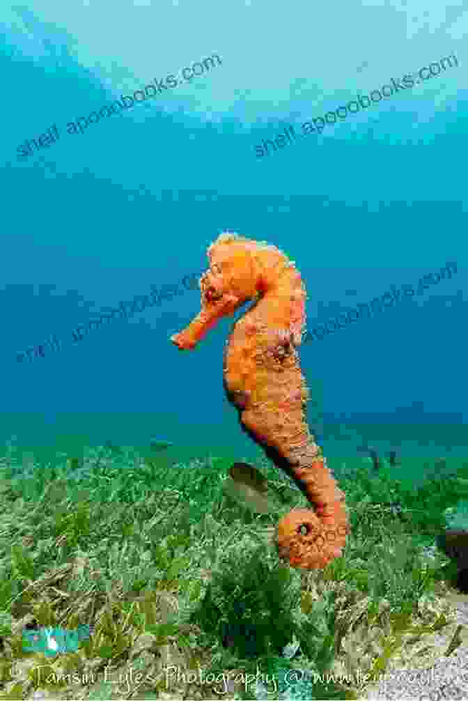 A Seahorse Swimming In A Coral Reef. Seahorses For Beginners: (Abridged) Mike French