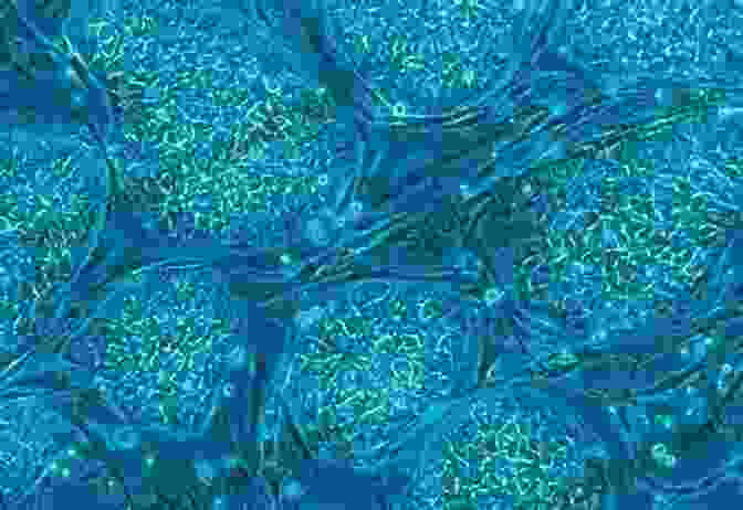 A Stem Cell Under A Microscope Translational Regenerative Medicine Maxime J Durand