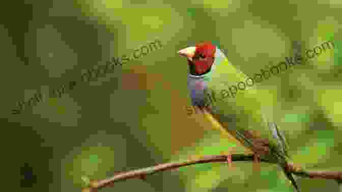 A Vibrant Lady Gouldian Finch Perched On A Branch The Gouldian Finch Handbook: A Guide To Feeding Housing And Breeding The Lady Gouldian Finch (Birdology 1)