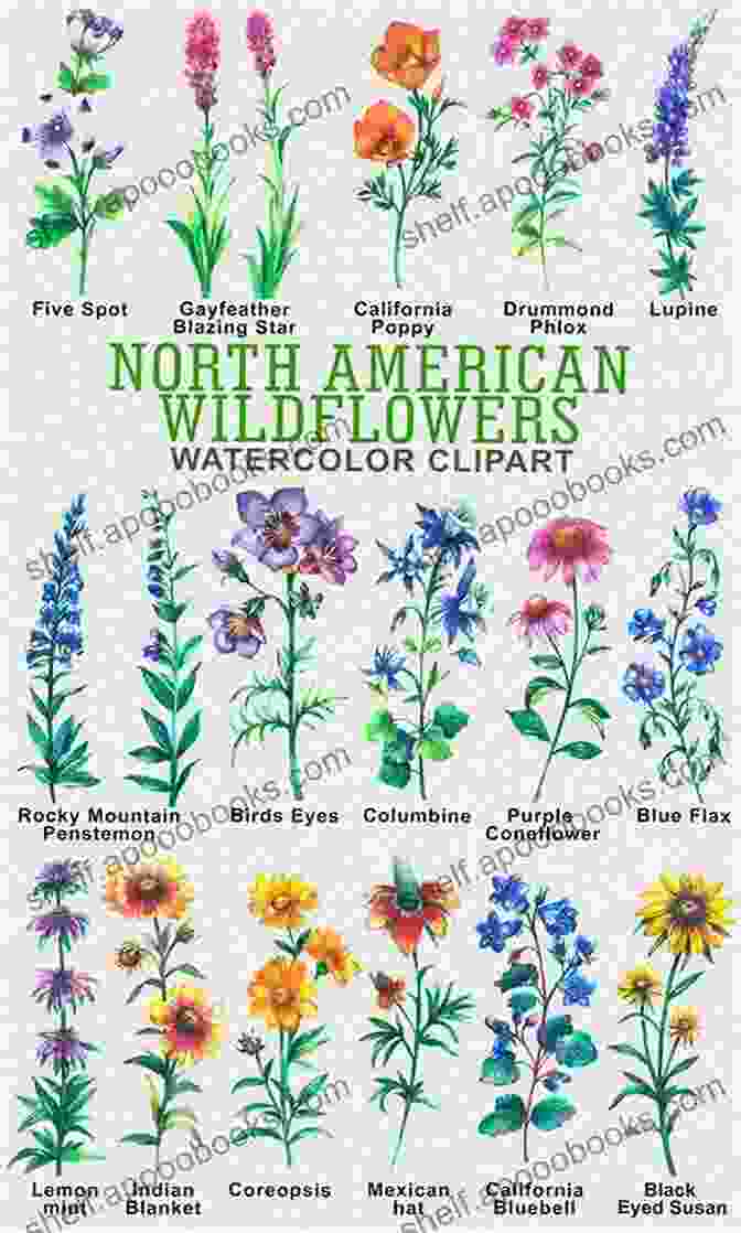 A Vibrant Tapestry Of North American Wildflowers, Showcasing The Rich Diversity Of Nature's Canvas Pacific Northwest Edible Plants: A Field Guide To Safely Identifying Harvesting Northern American Plants And Foraging Wild Foods Of Pacific Northwest