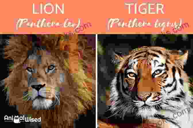 Comparison Of The Social Behavior Of Tigers And Lions Tigers Versus Lions Jagdish Arora