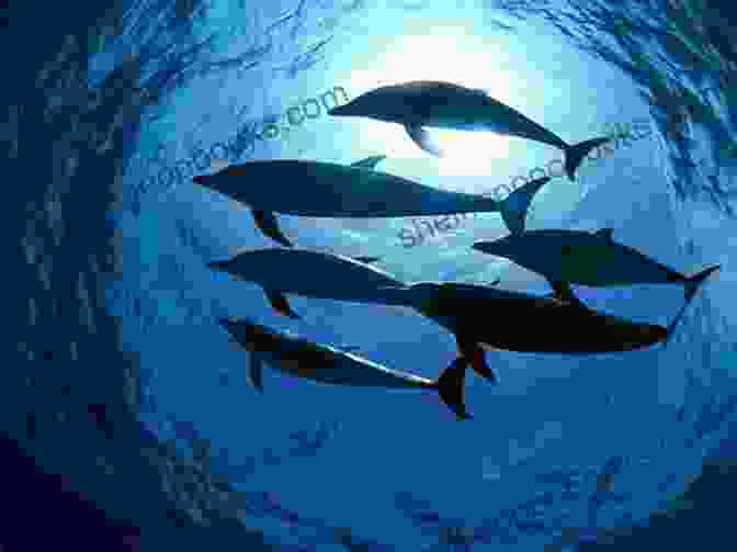 Dolphin Pod Dolphin In 5 Words: Wildlife Series: 2024