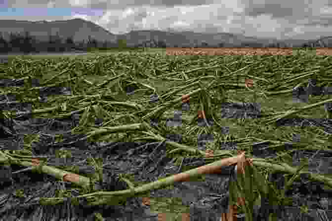 Image Of A Plant Growing Strong After A Storm Russia In The Early Modern World: The Continuity Of Change