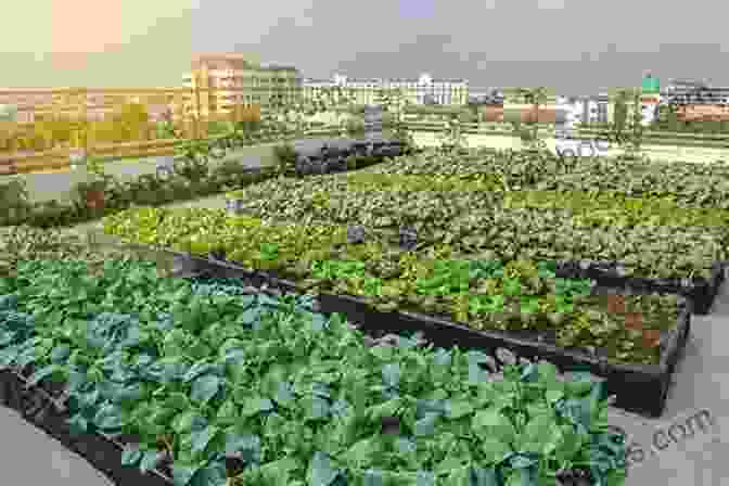 Image Of A Rooftop Farm In An Urban Setting Cities Of Farmers: Urban Agricultural Practices And Processes