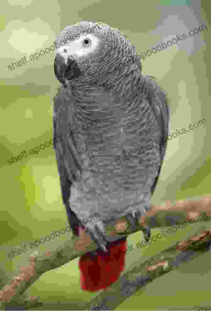 Image Of Pickles The Parrot, An African Grey, Perched On A Branch Pickles The Parrot A Humorous Look At Life With An African Grey