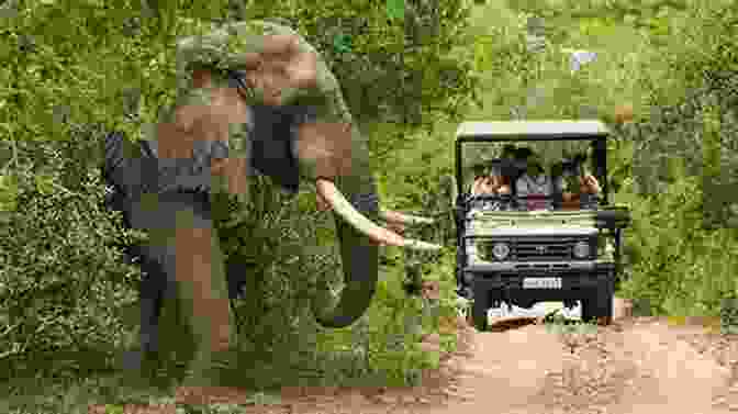 Kruger Family Enjoying Wildlife Safari Rhino Walking Safari: Stories Of A Kruger Park Family