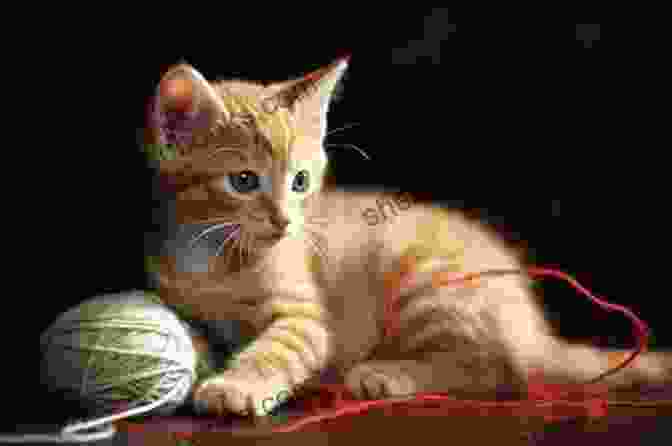 Oliver, The Playful Kitten, Rolling Around A Ball Of Yarn The New Boy (Feline Frolics 5)