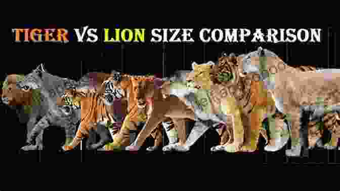 Size Comparison Of A Tiger And A Lion Tigers Versus Lions Jagdish Arora