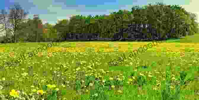 The Yellow Of August Book Cover, Featuring A Lush Meadow With Vibrant Yellow Flowers And A Woman Looking Thoughtfully Into The Distance The Yellow Of August: Poetry In The Spirit Of Summer