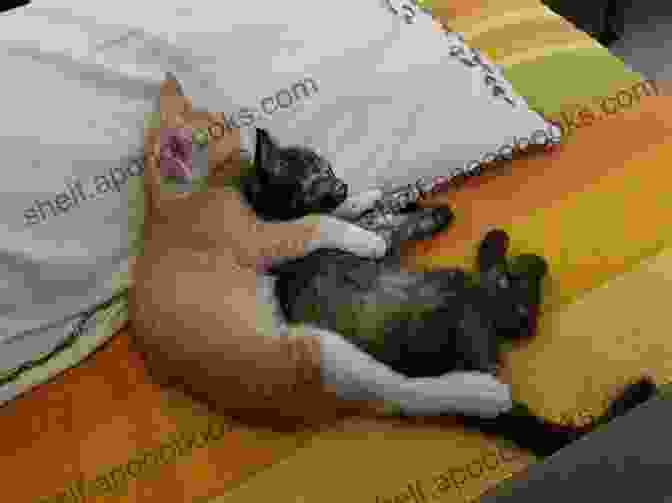 Two Kittens Curled Up Together, Sleeping Peacefully, Their Bond Evident In Their Affectionate Embrace. Double Trouble (Feline Frolics 6)