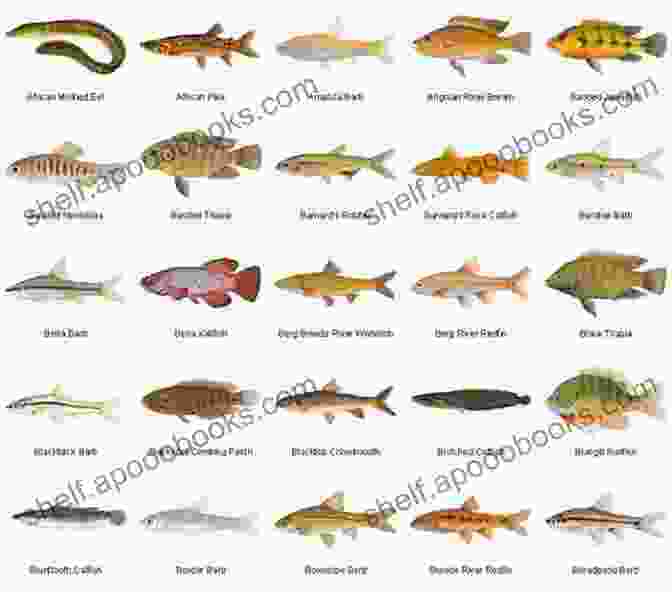 Variety Of Freshwater Fish Species Freshwater Fish: Step By Step Guide To Creating Keeping And Caring A Freshwater Fish