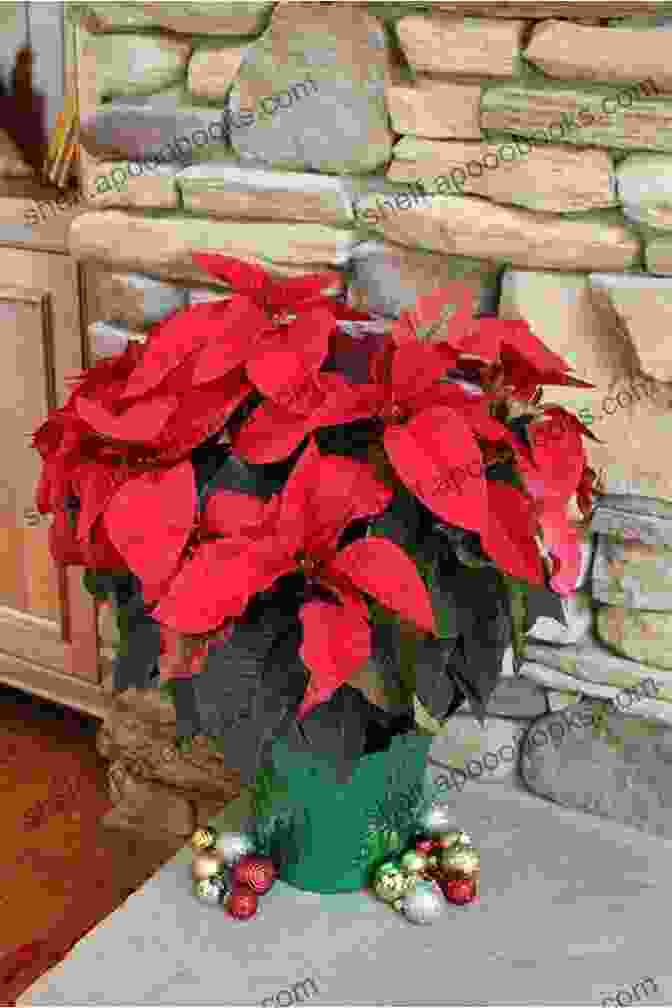 Vibrant Poinsettia Plants Add Festive Cheer To Any Home During The Holiday Season How To Care For Poinsettia Plants (Beginner Gardening 5)