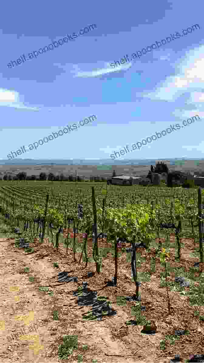 Vineyards Stretching Towards A Distant Horizon Under Tuscany's Golden Sky A Life In Tuscany Emilio J Becker