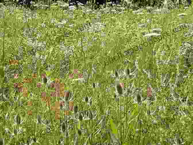 Weeds In A Field Providing Habitat For Wildlife. The Response Of Weeds: A Misplacement Of Black Poetry On The Prairies (Crow Said Poetry)